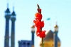 تصویری رپورٹ/ حضرت فاطمہ معصومہ(س) کے قم میں یوم ورود پر گلبارانی<font color=red size=-1>- مشاہدات: 2211</font>