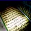 Are all the Companions included in the Verse 100 of Sura al-Tawba   "وَالسَّابِقُونَ الأَوَّلُونَ..."  ?