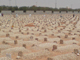 Rebulding the graves - part 2<font color=red size=-1>- Count Views: 10053</font>